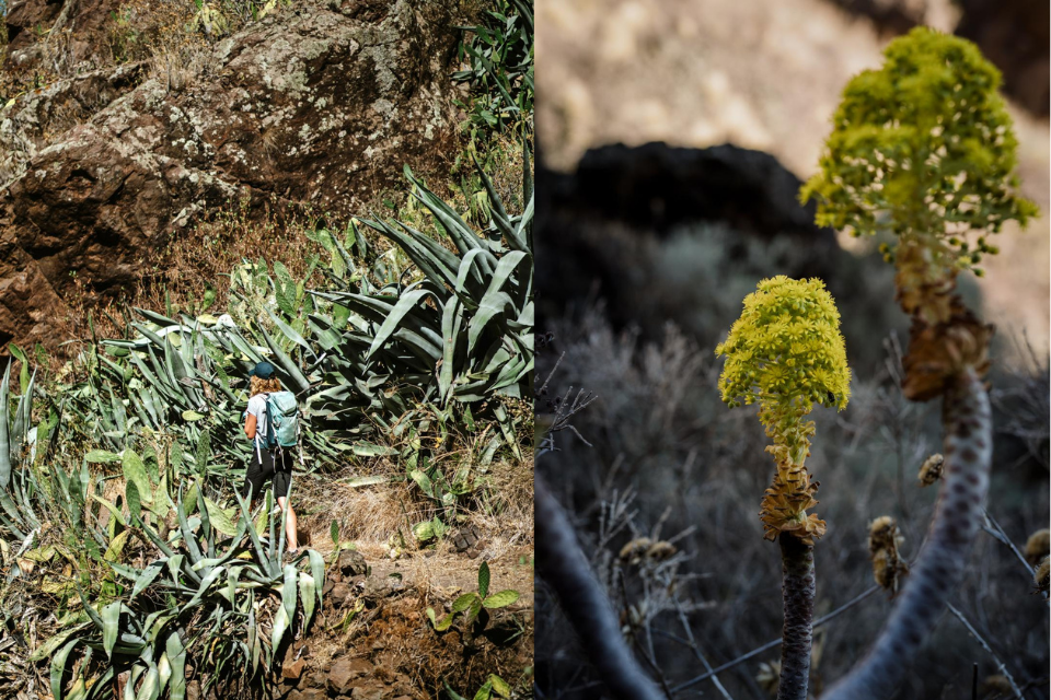 Flora en Fauna in Gran Canaria. Foto: Bjorn Snelders