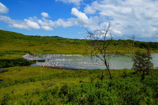 Flamingo's in Arusha NP