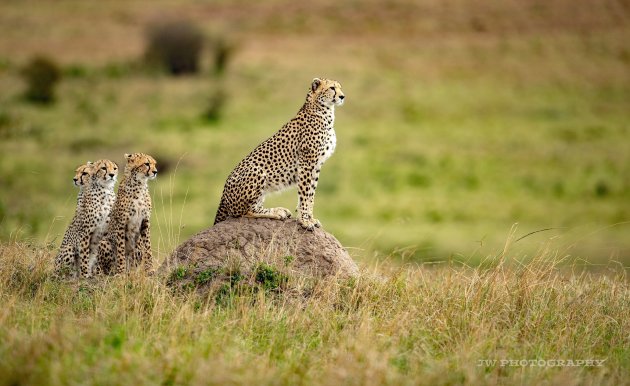Cheetah with 3 cubs (2)