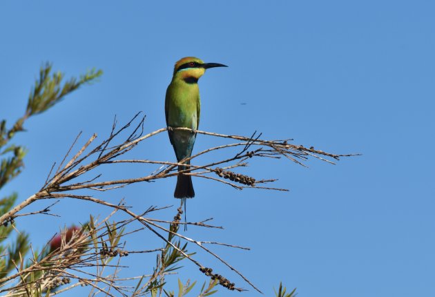 Bee-eater in Mary River NP