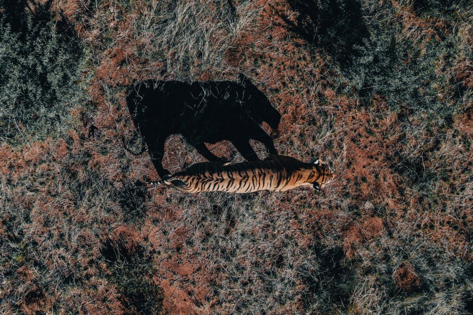 Spot een tijger vanuit de lucht. Foto: Getty Images