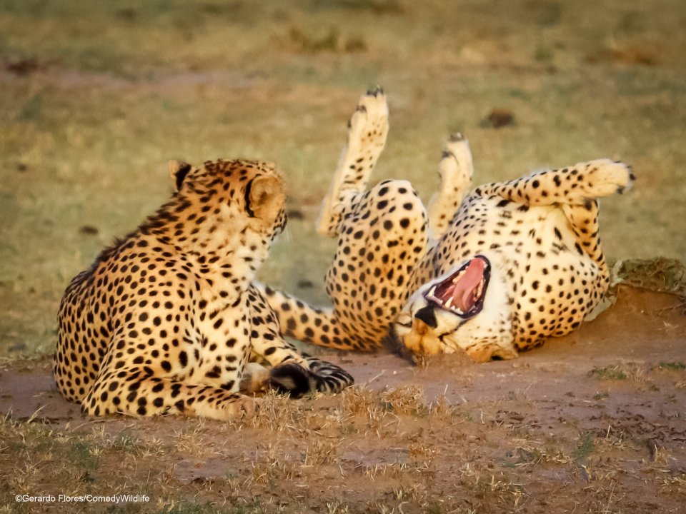 Cheetahs. Foto: Gerardo Humphrey