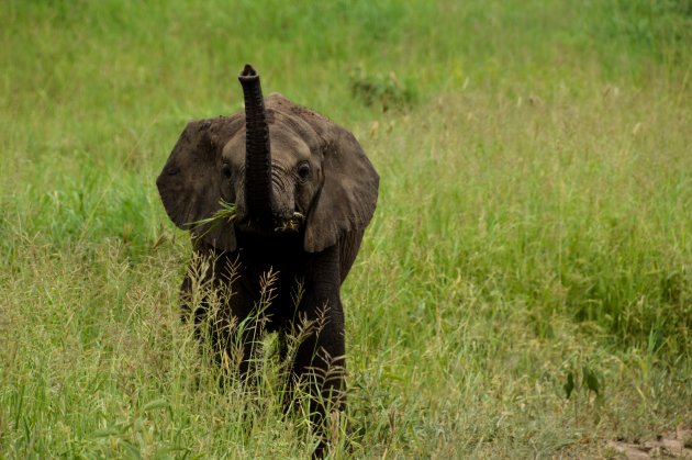 Nieuwsgierig olifantje