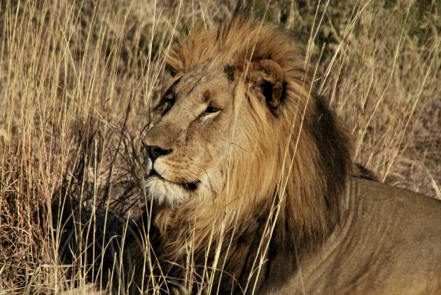 Luie leeuw in Madikwe Game Reserve