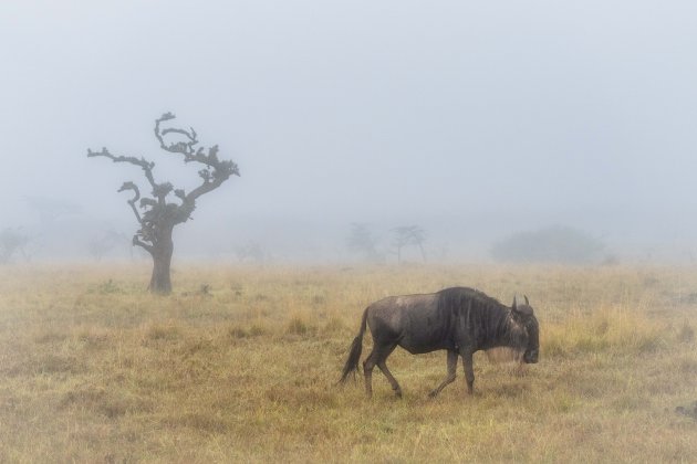 Mist in Mara Naboisho