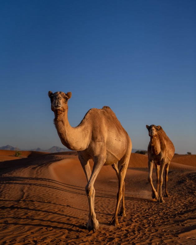 Kamelen spotten in de woestijn