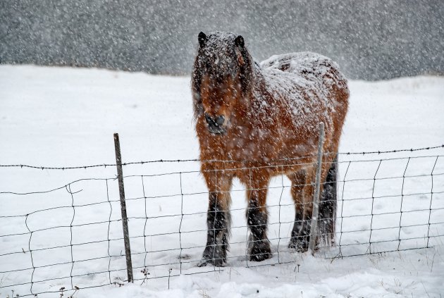 Paard in sneeuw