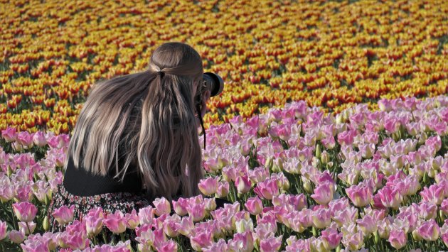 Tulpenfestival in de Noordoostpolder