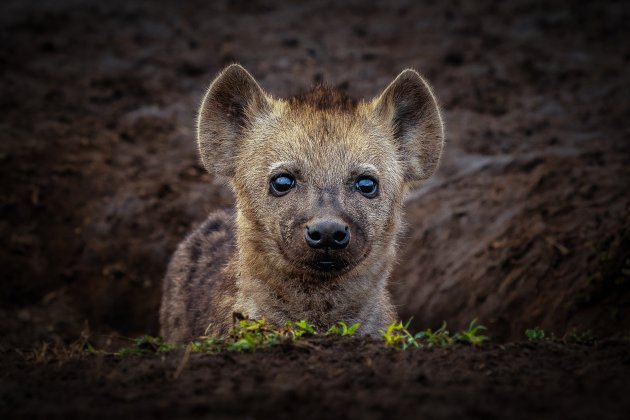 Nieuwsgierige hyena pup