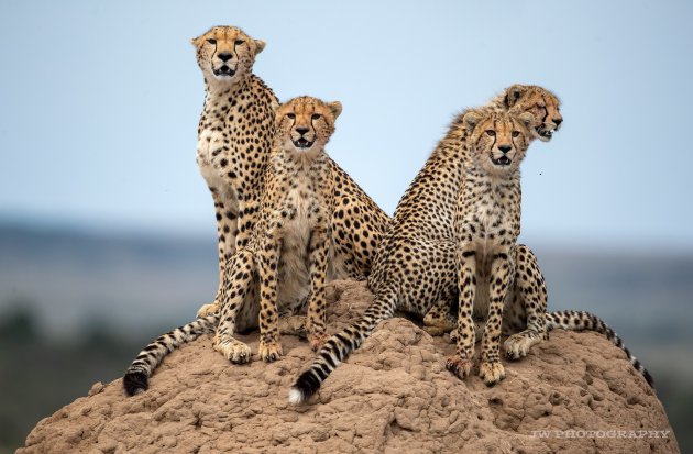 Cheetah with 3 cubs  2