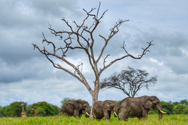 De olifanten van Tarangire