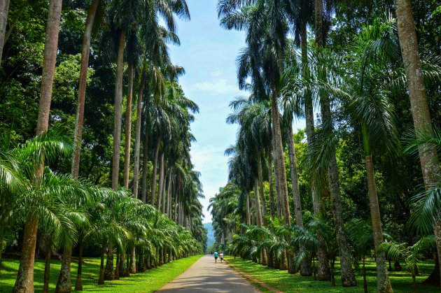 Botanische tuinen van Kandy