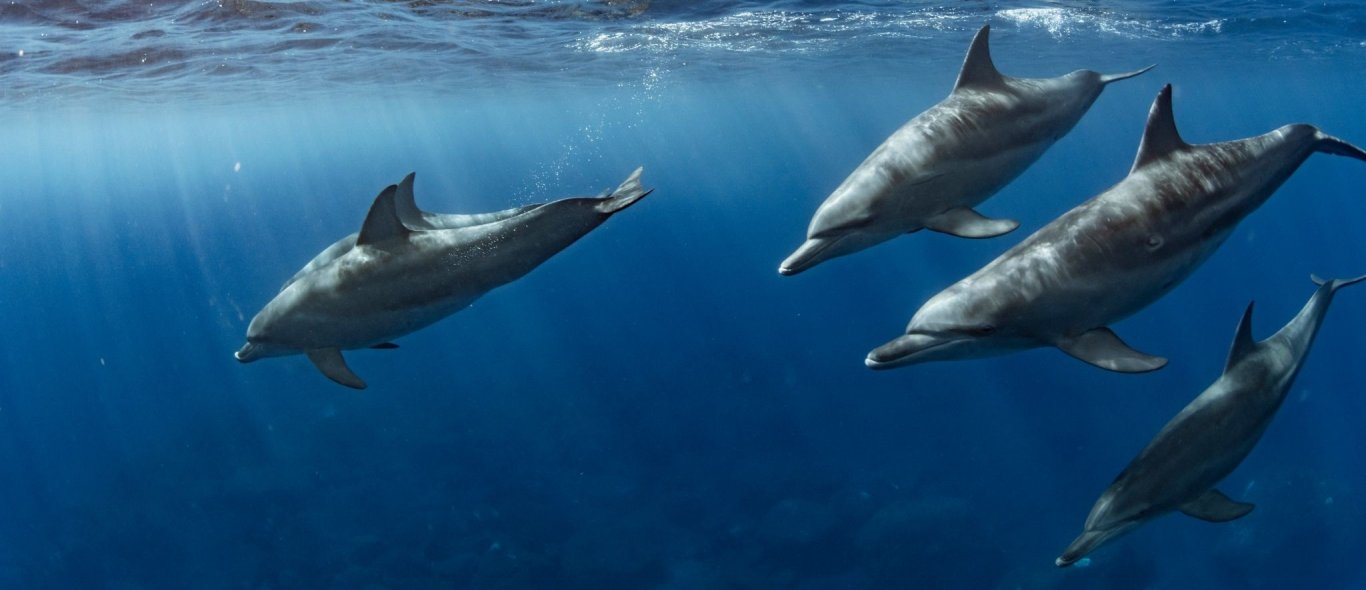 Video: moeder en kind duiken met dolfijnen image