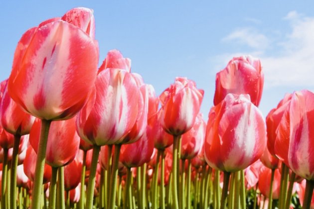 Tulpen, en nog eens tulpen…..