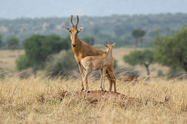 Oeganda Kidepo Nationaal Park