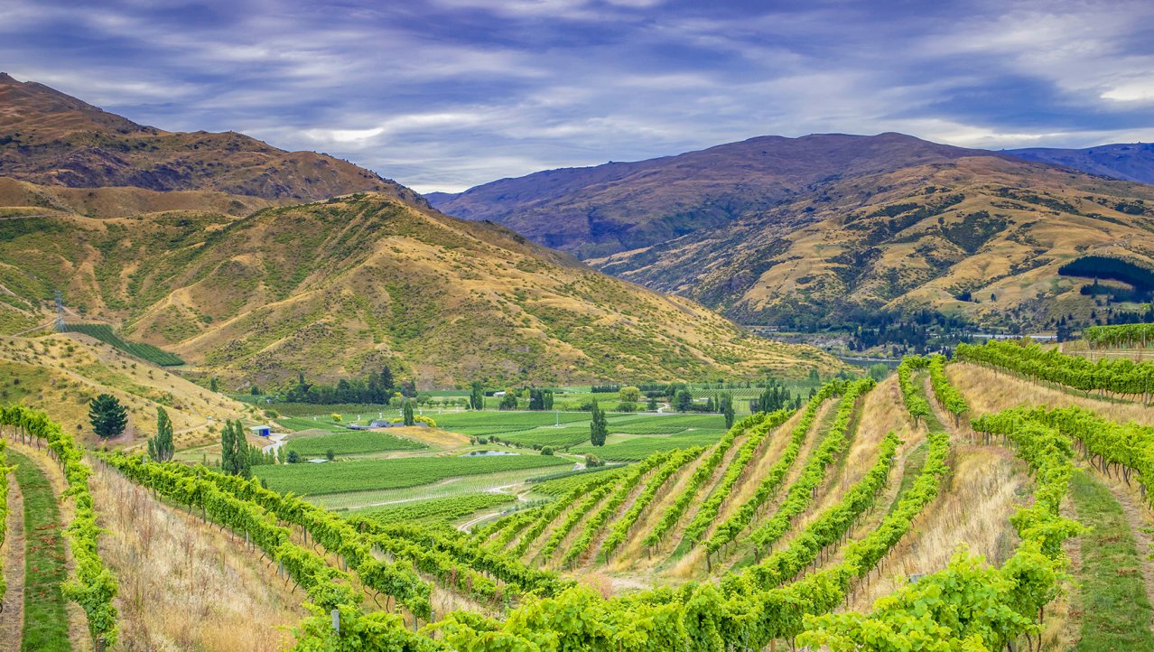 Nieuw Zeelandse wijnen
