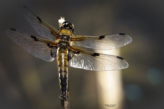 Dragonfly reservaat