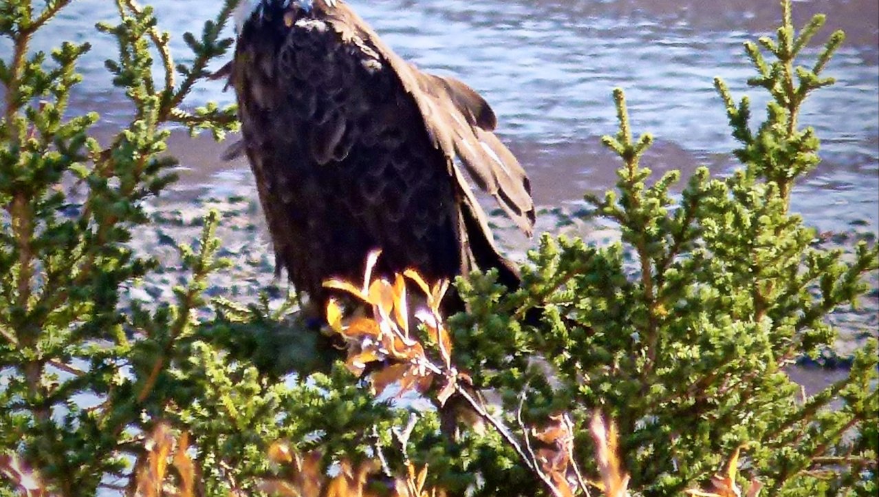 Bald Eagle @ Thombstone River