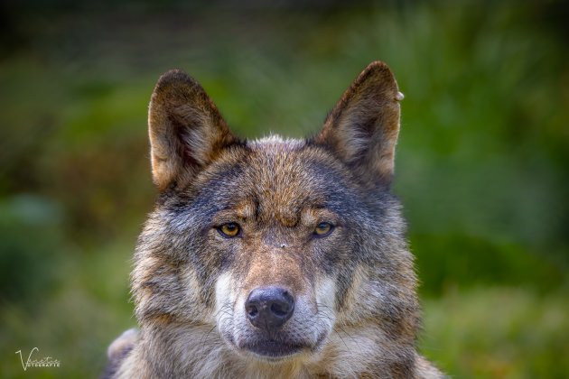De Wolf