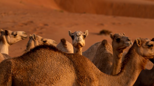 Zonsopkomst met kamelen in Mahafiz