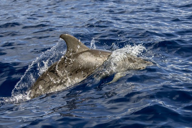 Dolfijnen spotten bij Madeira