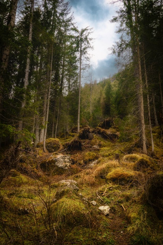 Wandelen door de bossen van Zuid Tirol