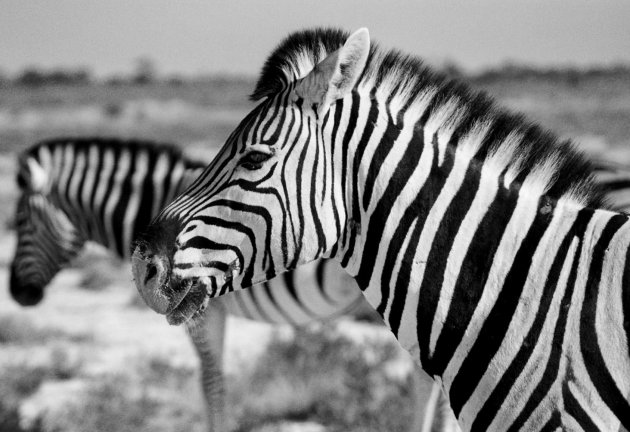 Zebra's in Etosha