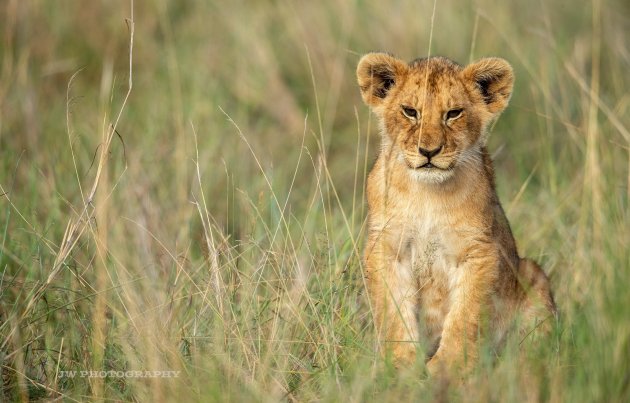 Lion Cub Masai Mara