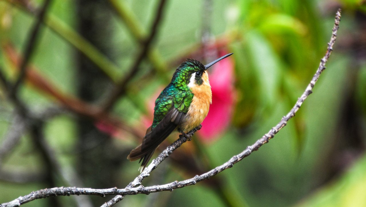 Volop kolibries