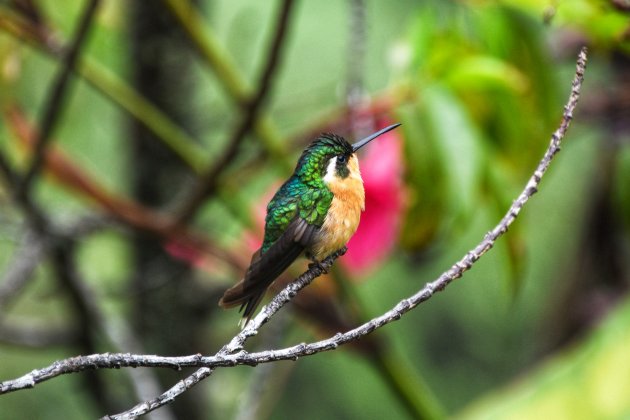 Volop kolibries