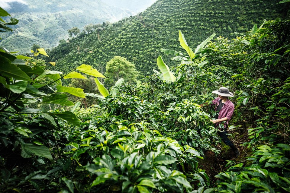 De jonge koffieboer Bayron inspecteert de nog onrijpe koffiebessen op de plantage van Finca Las Cataratas, in het bergachtige binnenland van Costa Rica. Foto Malou van Breevoort