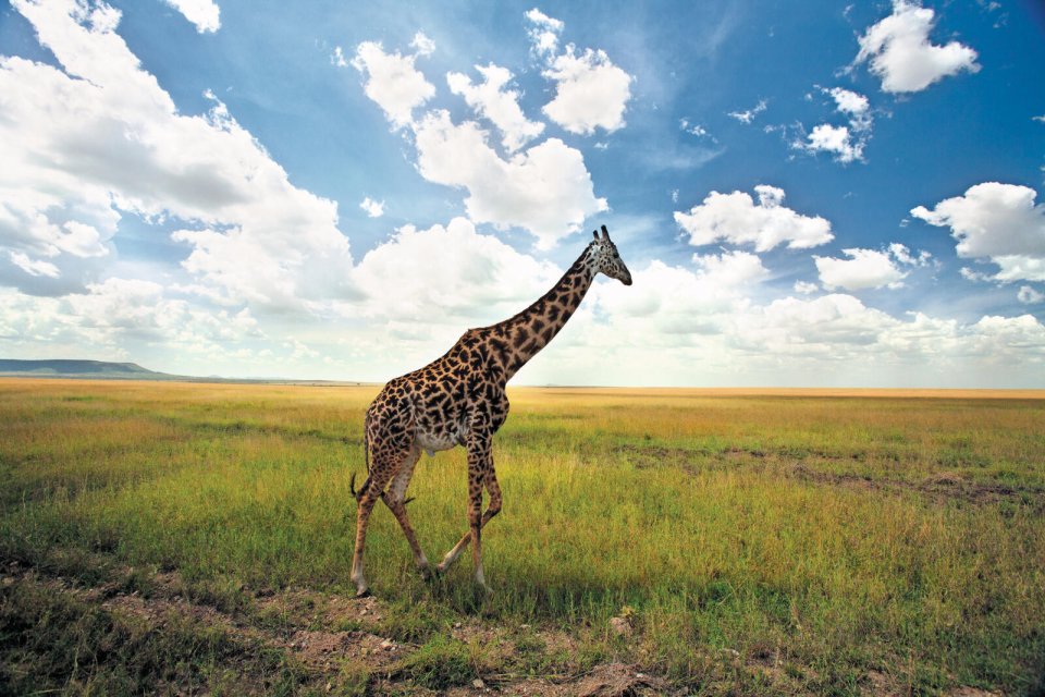 Een spectaculair gezicht: een giraffe op de Serengeti-vlakte. Het zoogdier communiceert voornamelijk via klanken die niet door het menselijk oor worden opgepikt. Foto: Louise ten Have