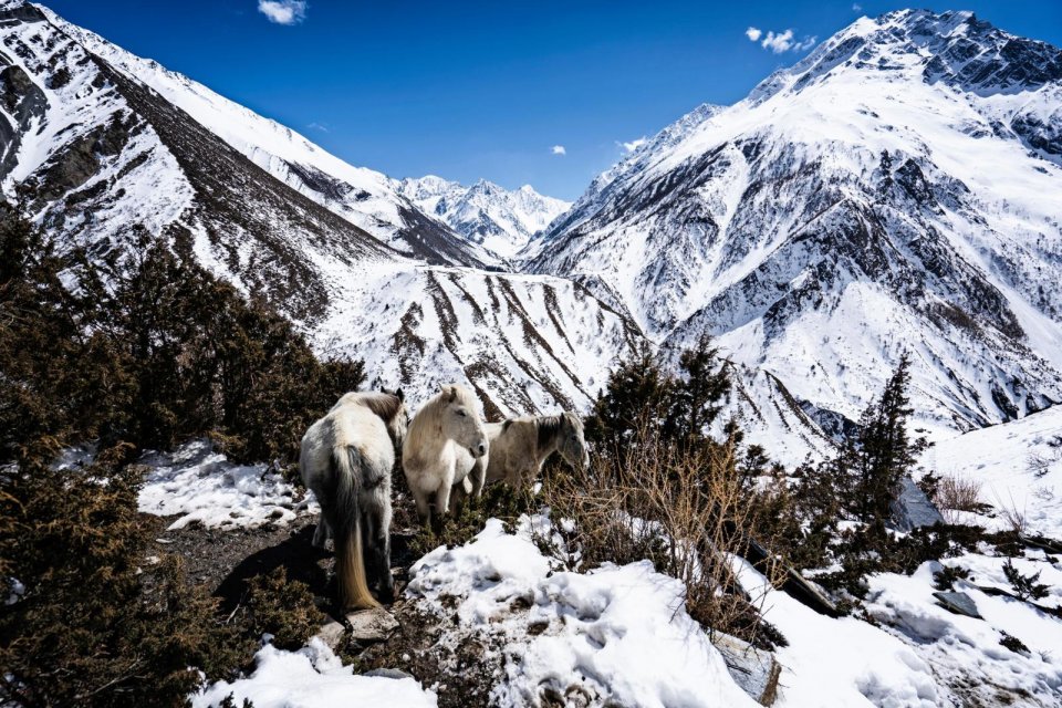 De Himalaya in Nepal CREDIT Jeroen Cox 