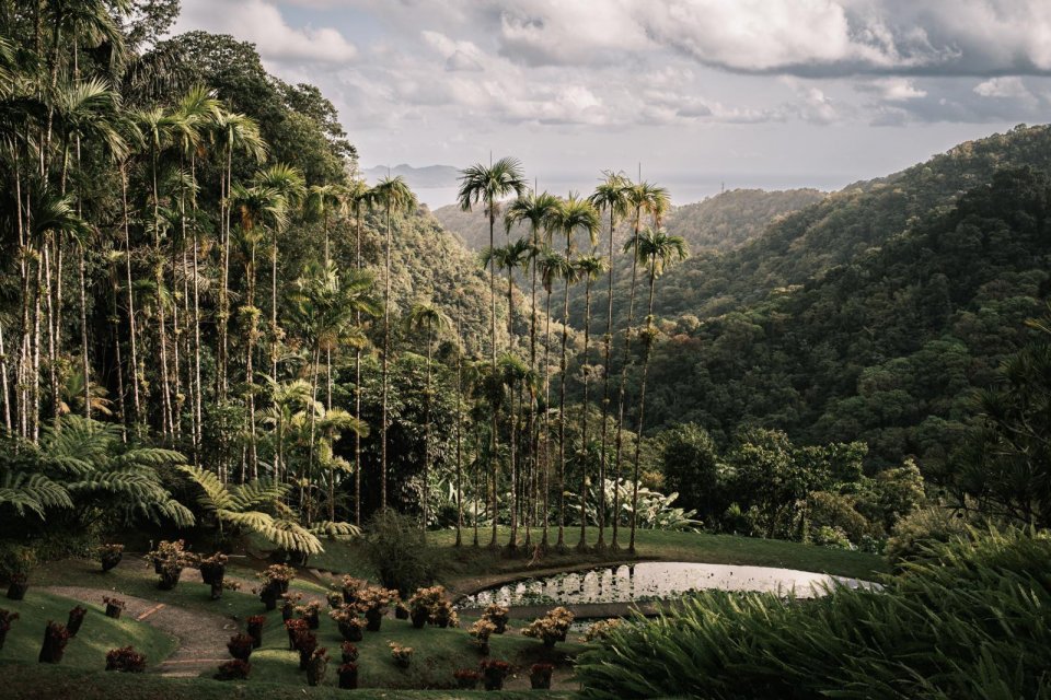 Botanische tuin Jardin de Balata in Martinique. Tim Bilman