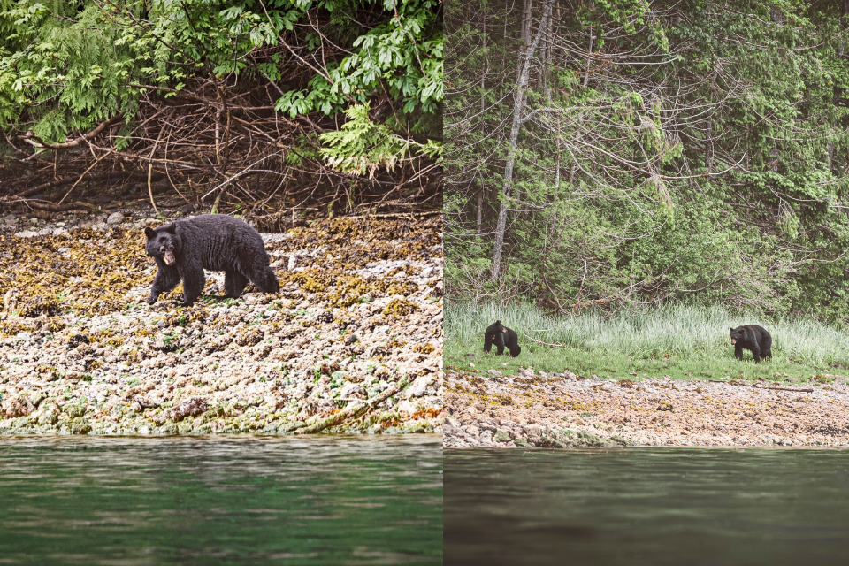 Als je een zwarte beer tegenkomt in het wild, is het advies om op rustige toon tegen de beer te praten en langzaam achteruit te lopen. Foto Marije vd Vlekkert