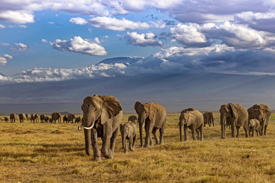 Olifanten Amboseli National Park Kenia Kilimanjaro Foto Erik Joosten