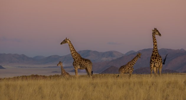 giraffen in NamibRand