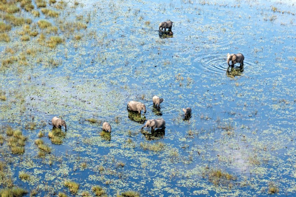 olifanten Okavangodelta Botswana. Foto Pie Aerts
