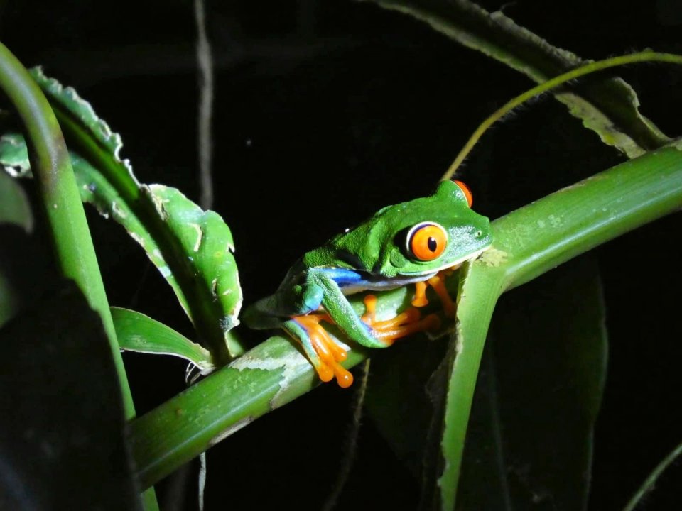 roodoogmakikikker Costa Rica. Foto: Mariëlle Lukassen