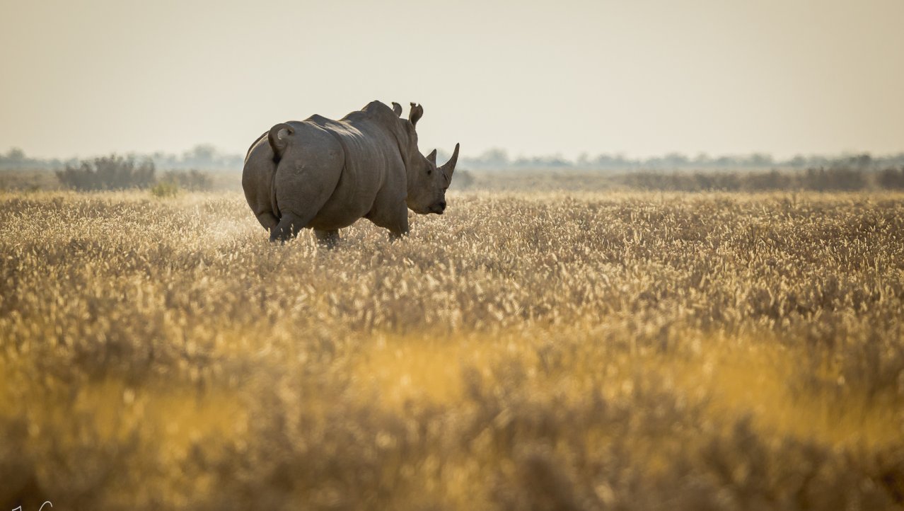 Rhino on the run