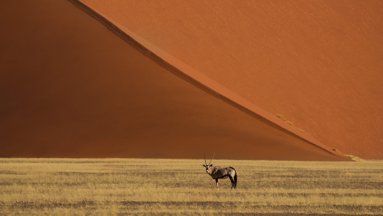 oryx in Namib