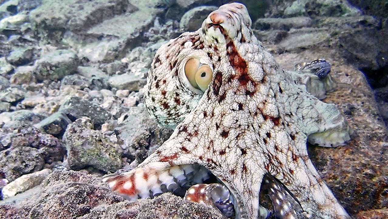 Octopus in de Rode zee