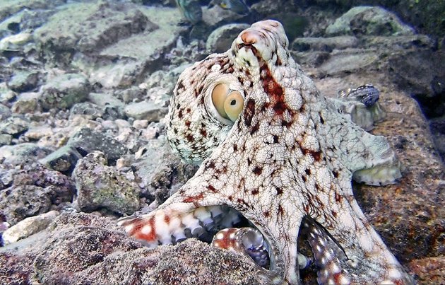 Octopus in de Rode zee