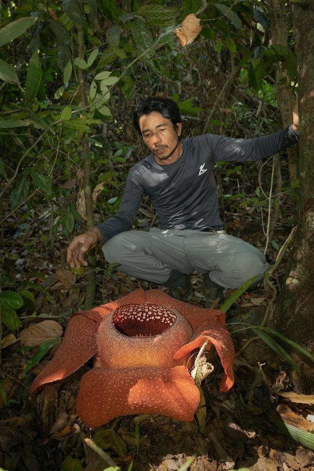 Thailand Rafflesia