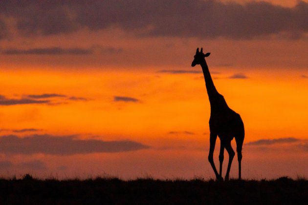 Giraf bij zonsondergang