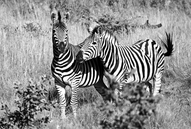 Zebra's bij elkaar in Welgevonden Game Reserve