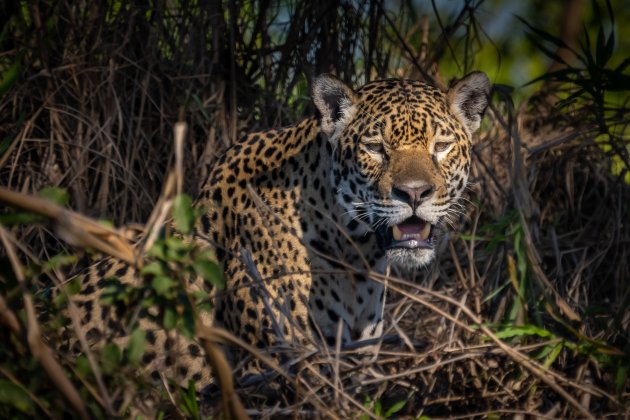 Jaguars spotten in Pantanal