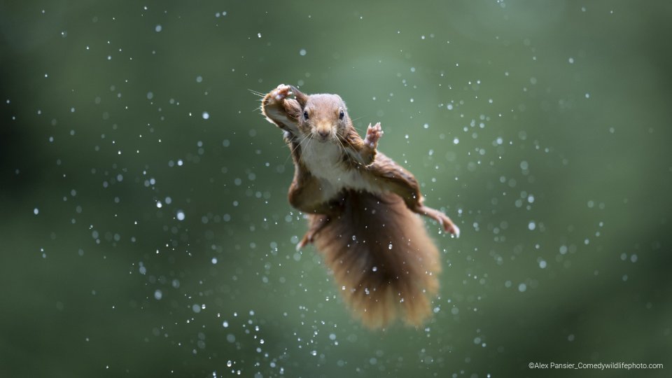 Comedy Wildlife Photography Awards 2022 - vliegende eekhoorn door Alex Pansier