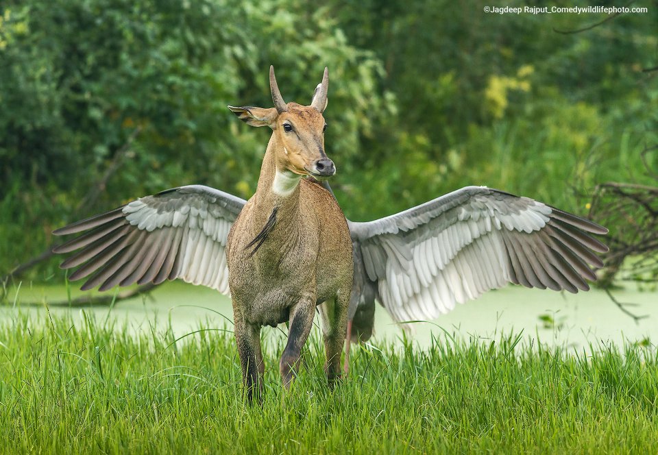 Comedy Wildlife Photography Awards 2022 - Pegasus door Jagdeep Rajput