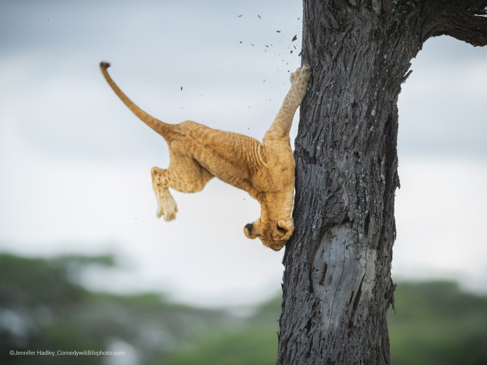 Comedy Wildlife Photography Awards 2022 - vallende leeuw door Jennifer Hadley